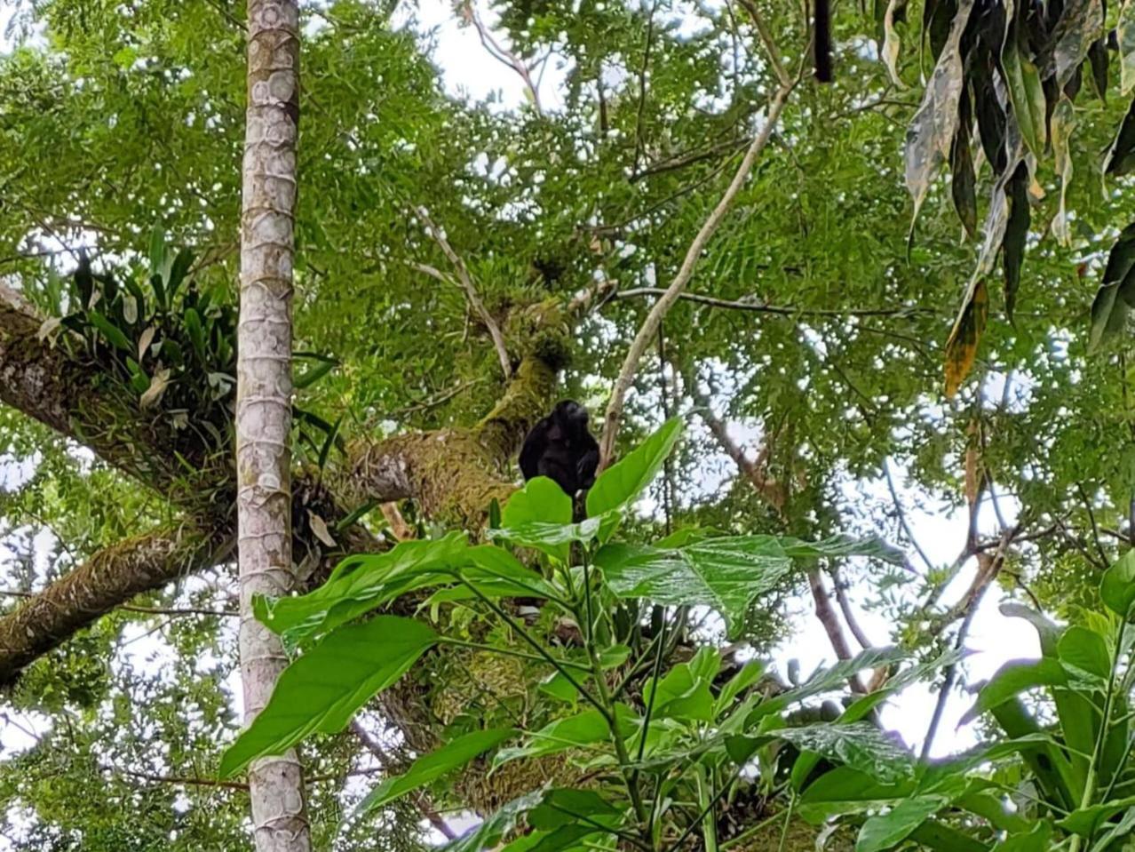 Hope Garden, Sarapiqui, We Connect You With The Sarapiqui Tropical Forest ภายนอก รูปภาพ