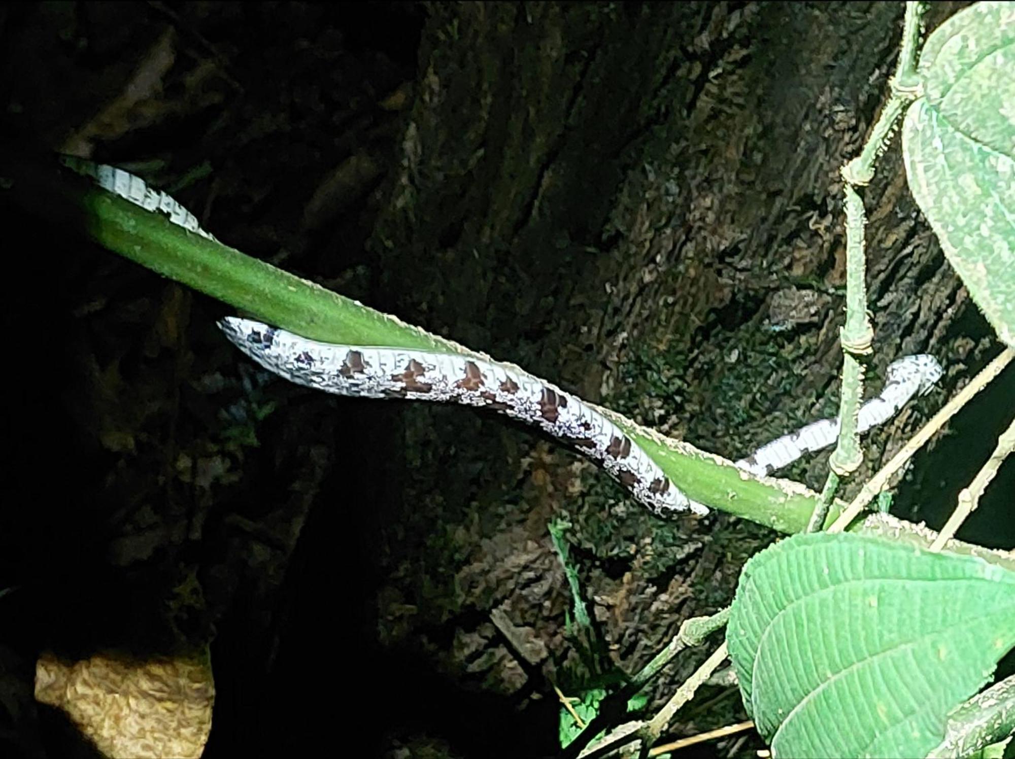 Hope Garden, Sarapiqui, We Connect You With The Sarapiqui Tropical Forest ภายนอก รูปภาพ