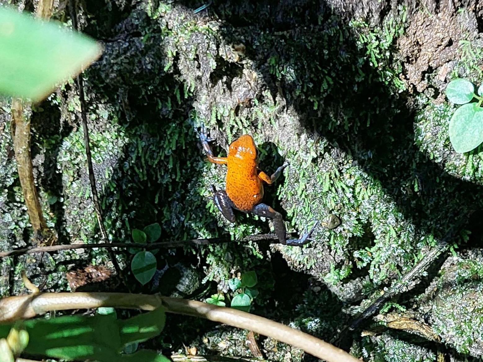 Hope Garden, Sarapiqui, We Connect You With The Sarapiqui Tropical Forest ภายนอก รูปภาพ
