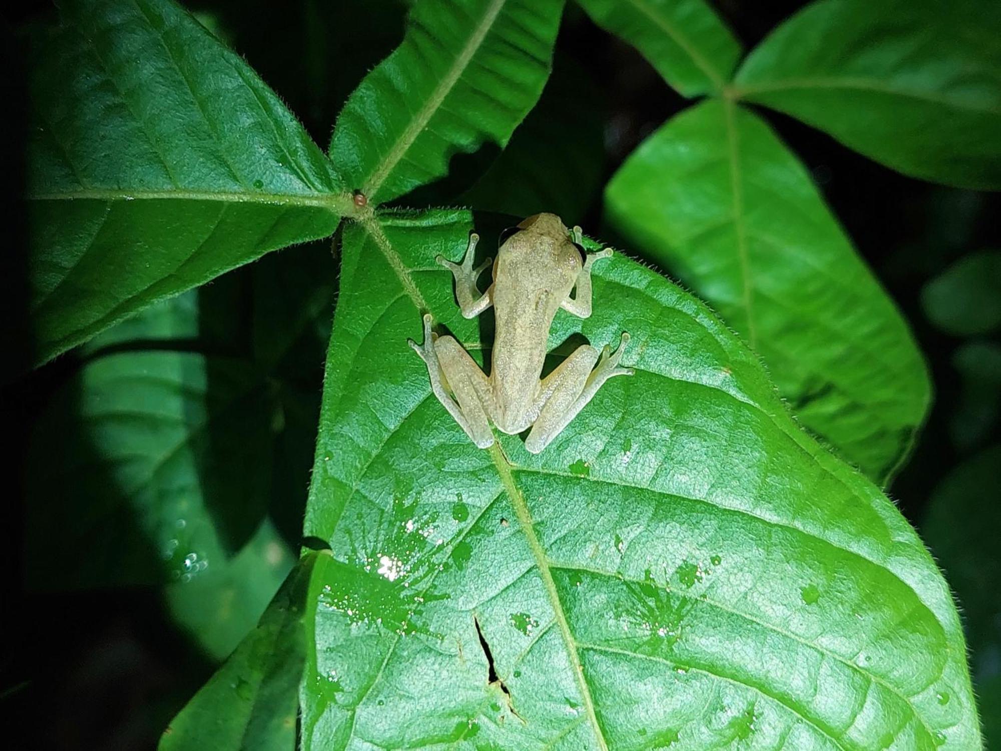 Hope Garden, Sarapiqui, We Connect You With The Sarapiqui Tropical Forest ภายนอก รูปภาพ