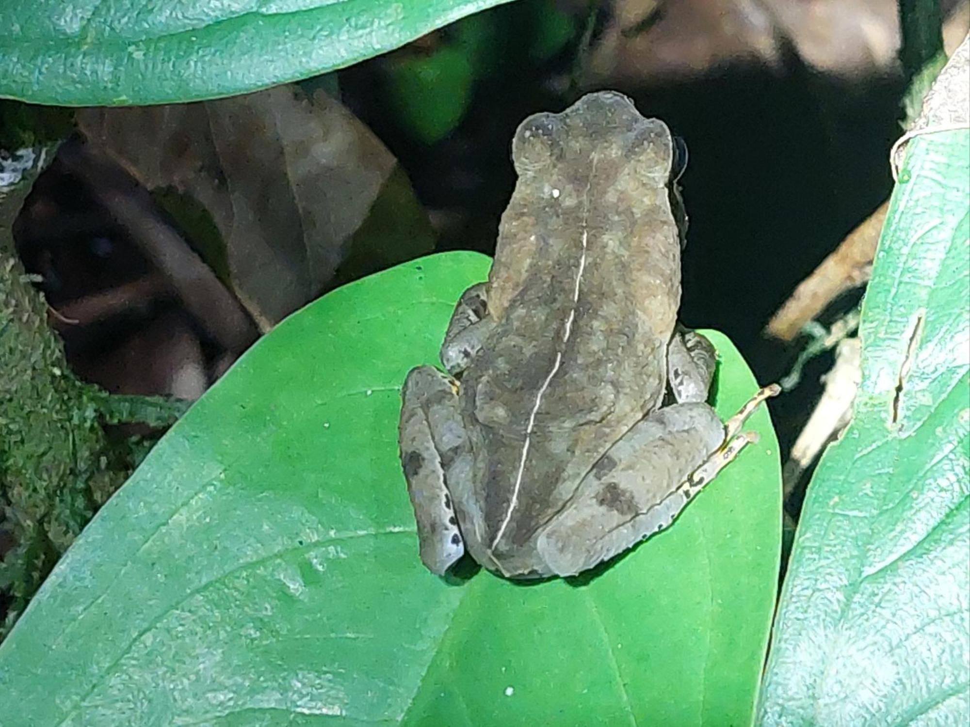 Hope Garden, Sarapiqui, We Connect You With The Sarapiqui Tropical Forest ภายนอก รูปภาพ