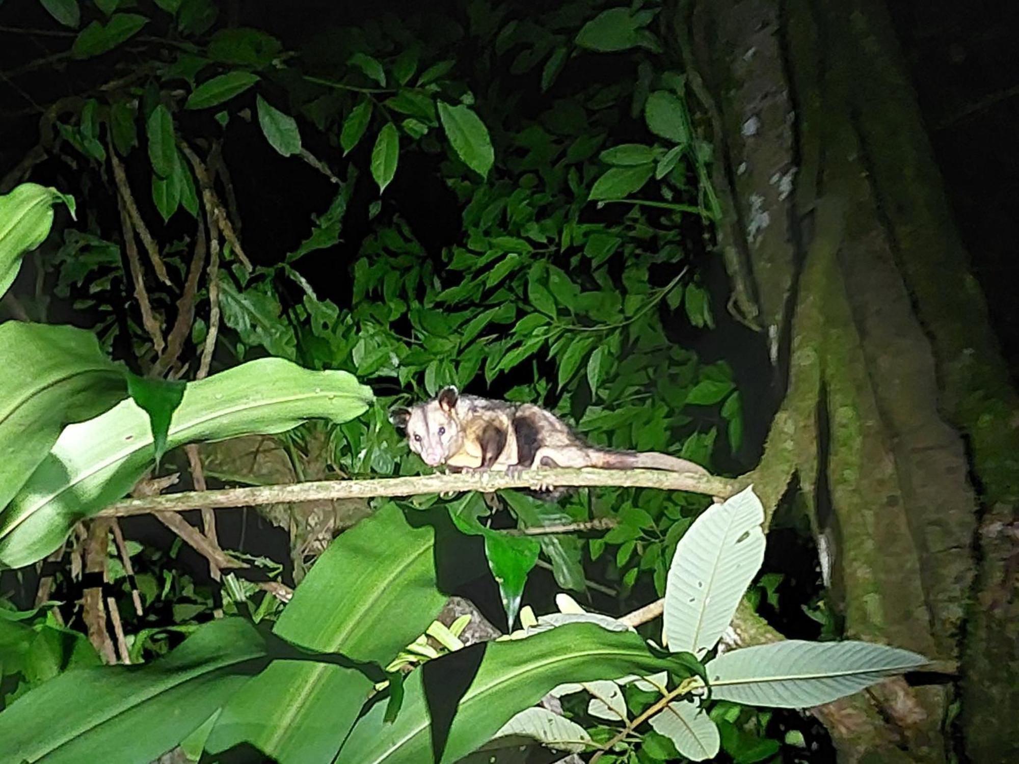 Hope Garden, Sarapiqui, We Connect You With The Sarapiqui Tropical Forest ภายนอก รูปภาพ