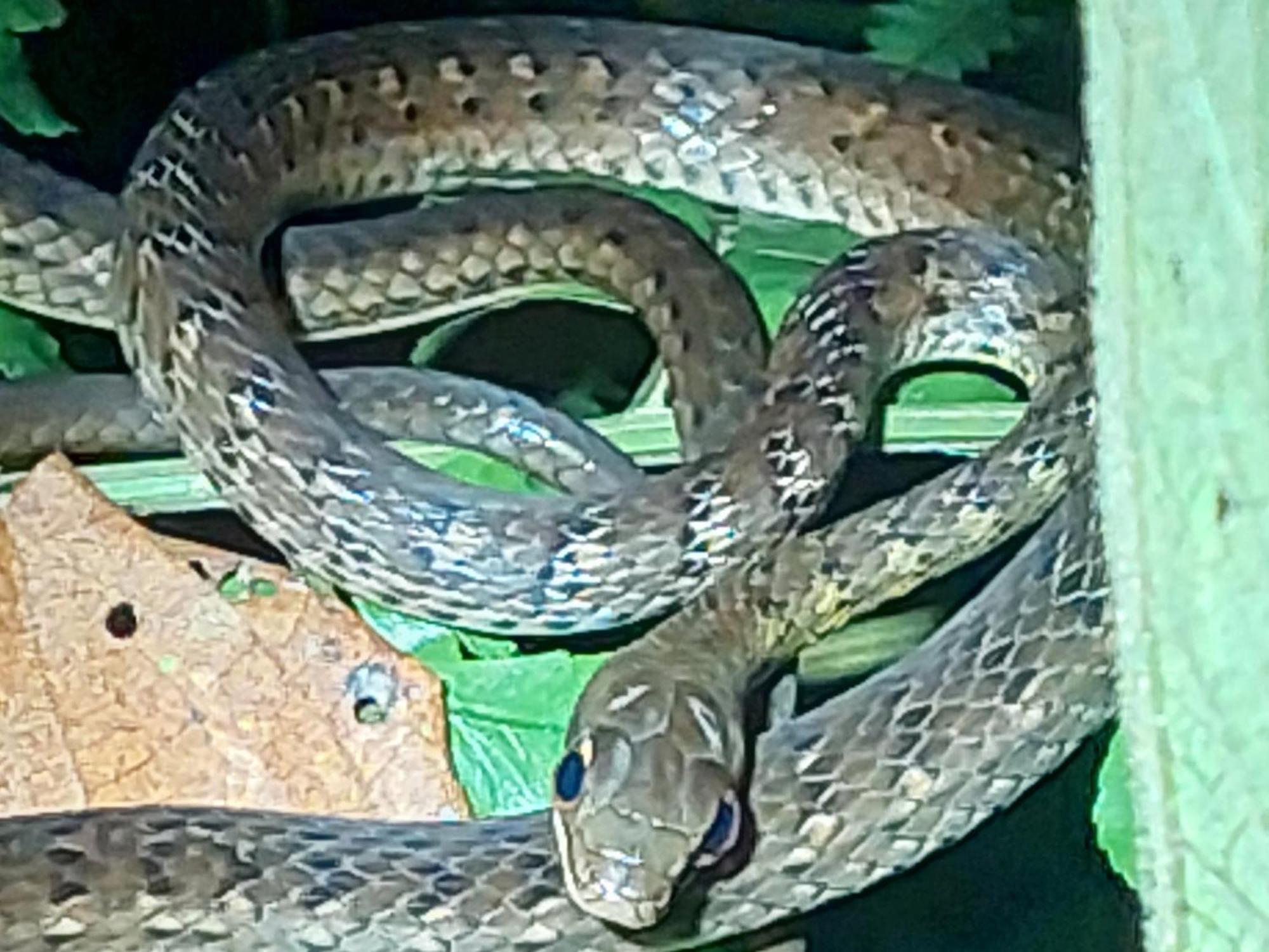 Hope Garden, Sarapiqui, We Connect You With The Sarapiqui Tropical Forest ภายนอก รูปภาพ