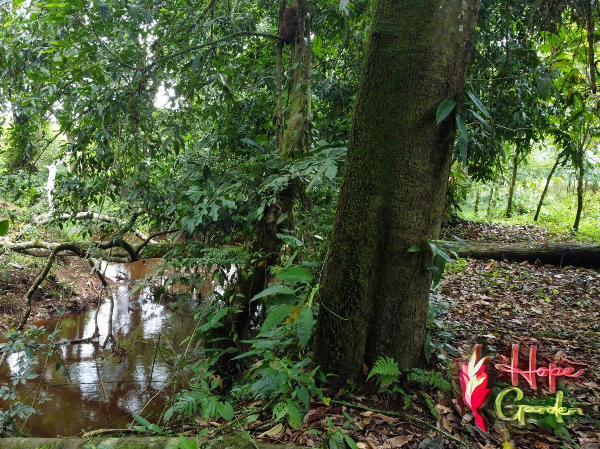 Hope Garden, Sarapiqui, We Connect You With The Sarapiqui Tropical Forest ภายนอก รูปภาพ