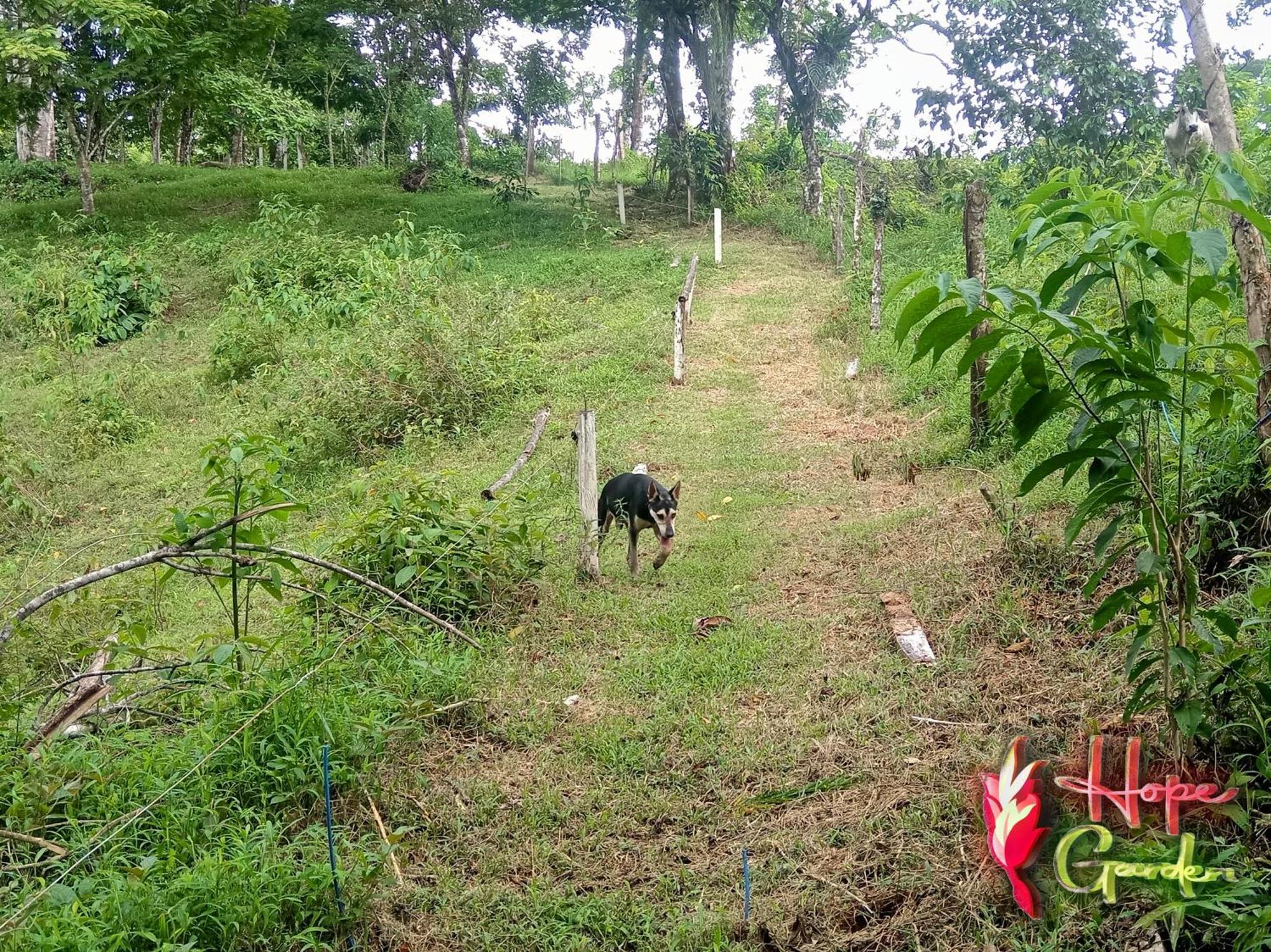 Hope Garden, Sarapiqui, We Connect You With The Sarapiqui Tropical Forest ภายนอก รูปภาพ