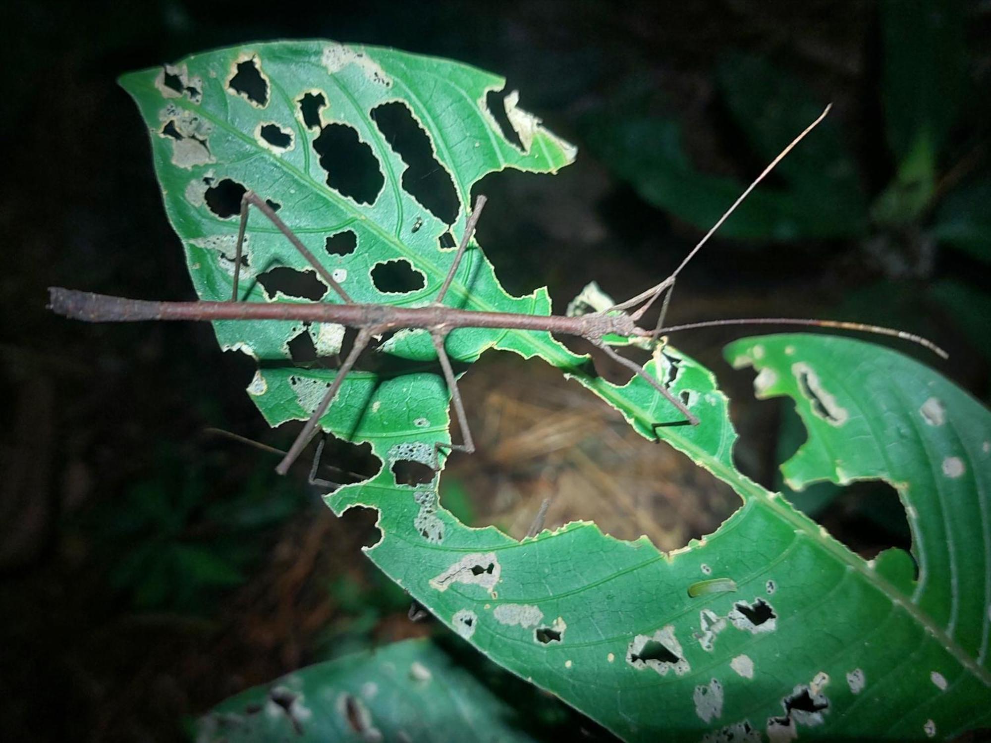 Hope Garden, Sarapiqui, We Connect You With The Sarapiqui Tropical Forest ภายนอก รูปภาพ